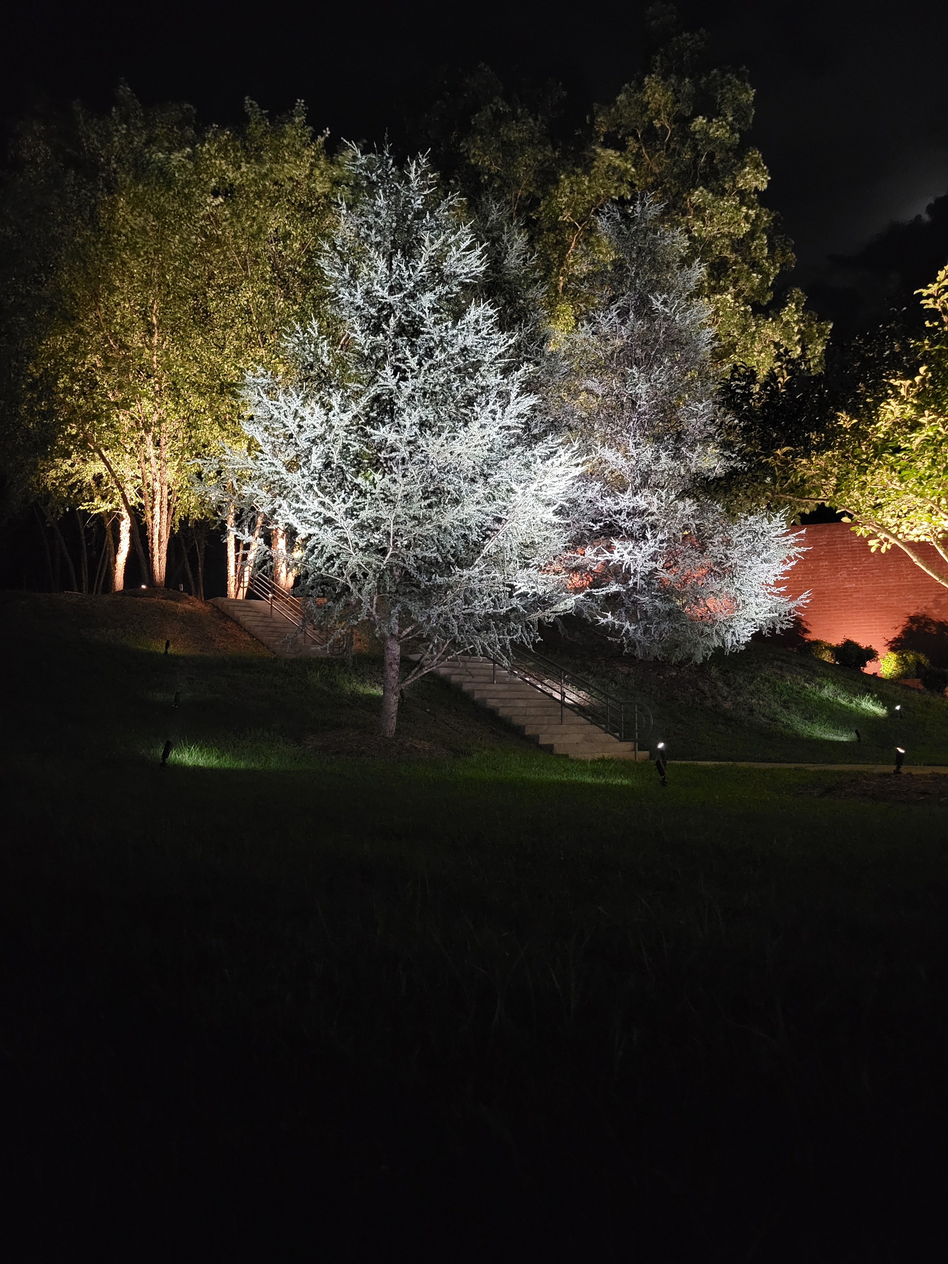 Blue spruce light